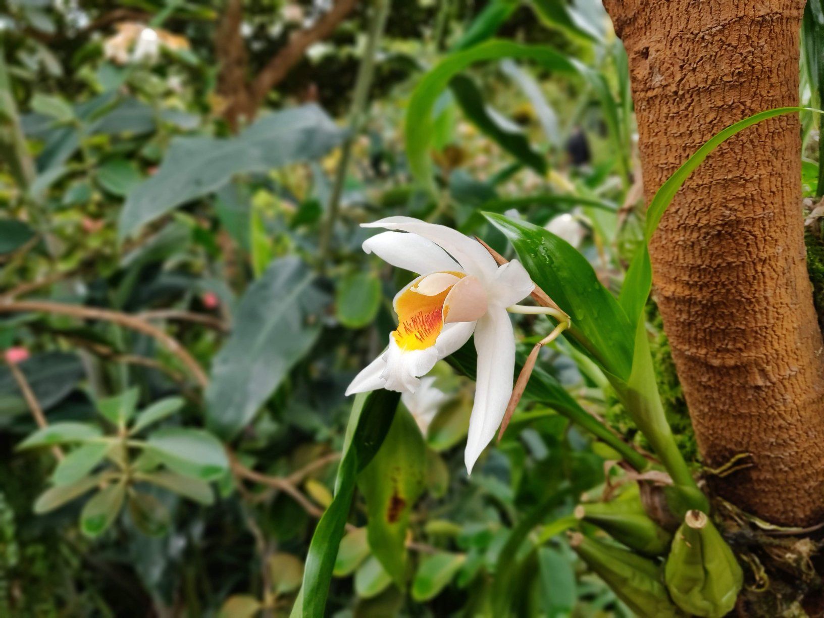 Foto bij Royal Botanic Garden Edinburgh