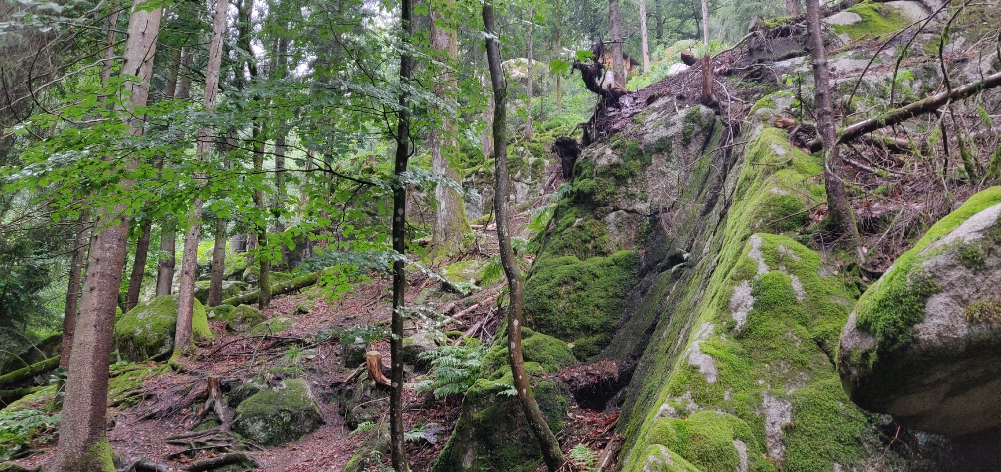Foto bij Triberg im Schwarzwald