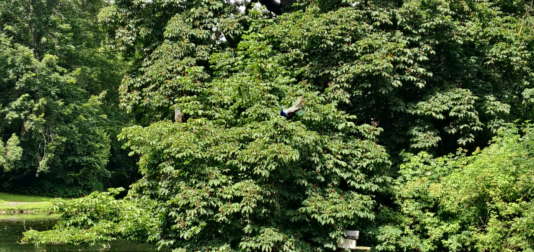Foto bij Donaueschingen