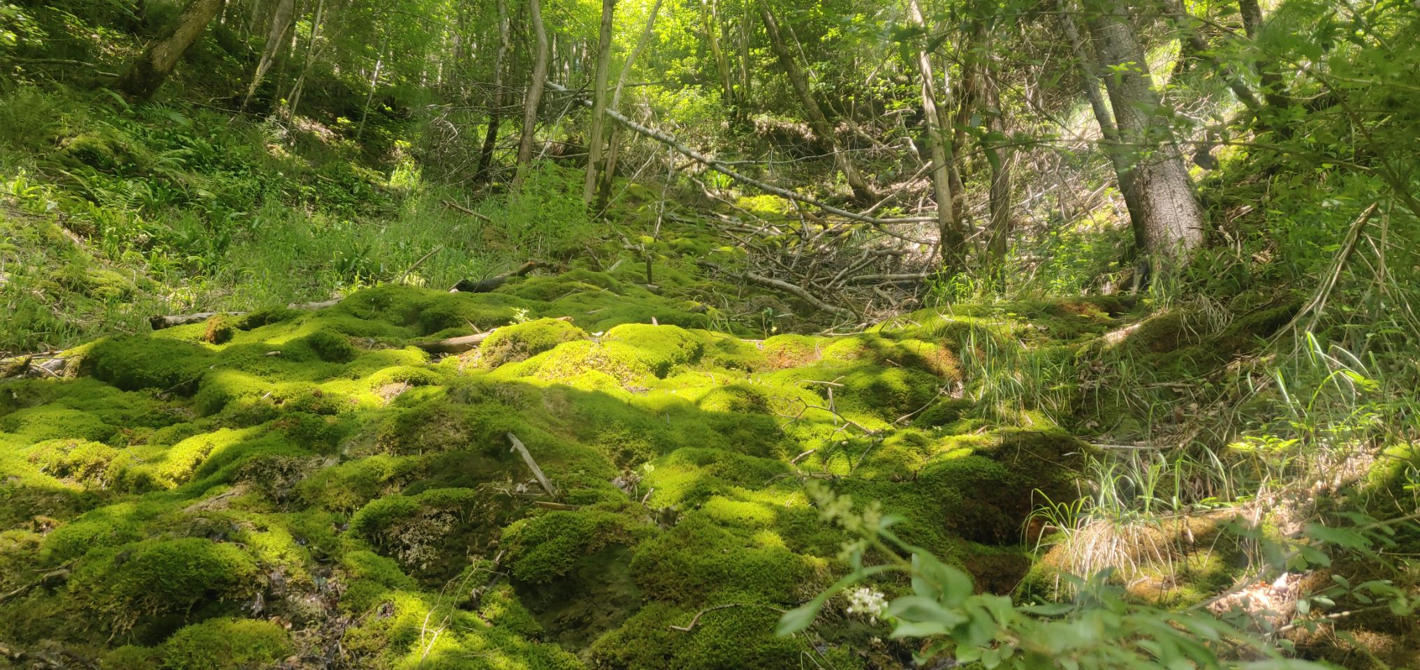 Foto bij Bonndorf im Schwarzwald