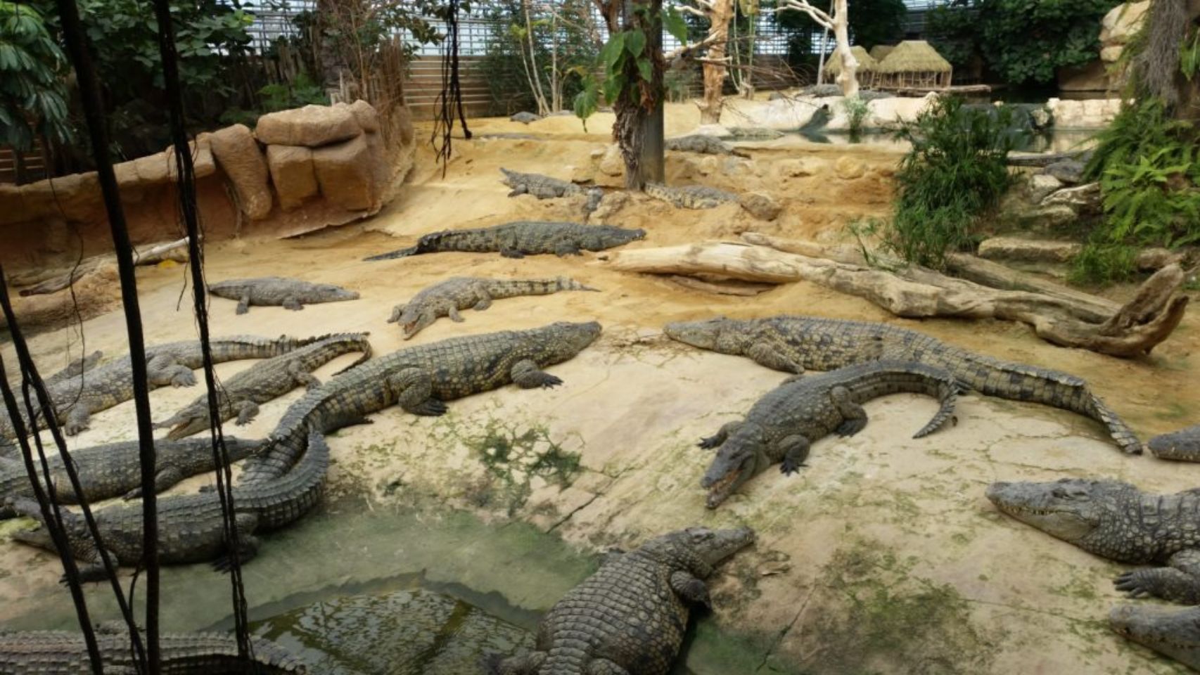 Foto bij La Ferme aux Crocodiles - Réserve tropicale