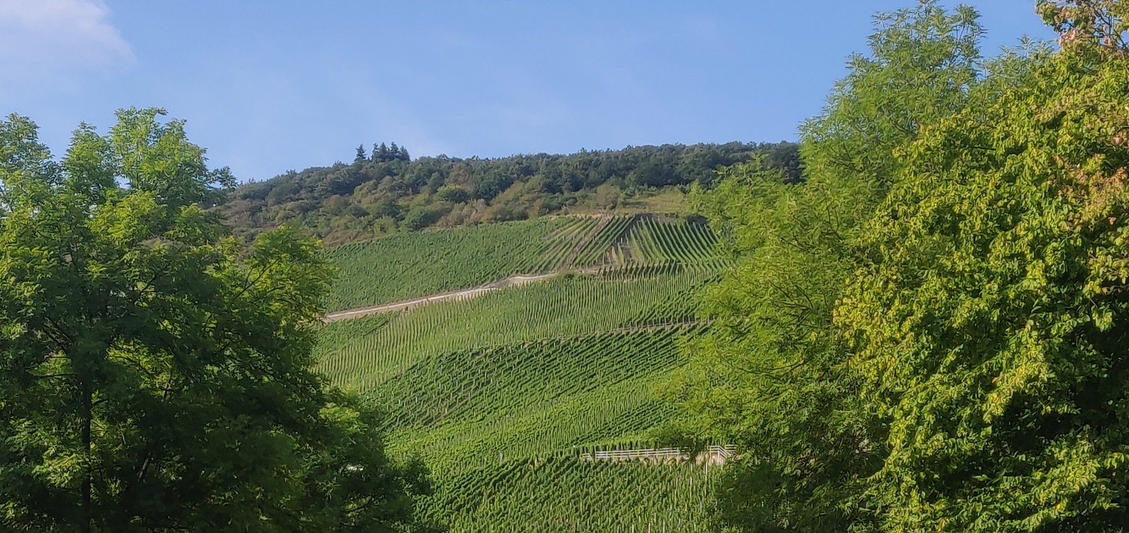 Foto bij Graach an der Mosel