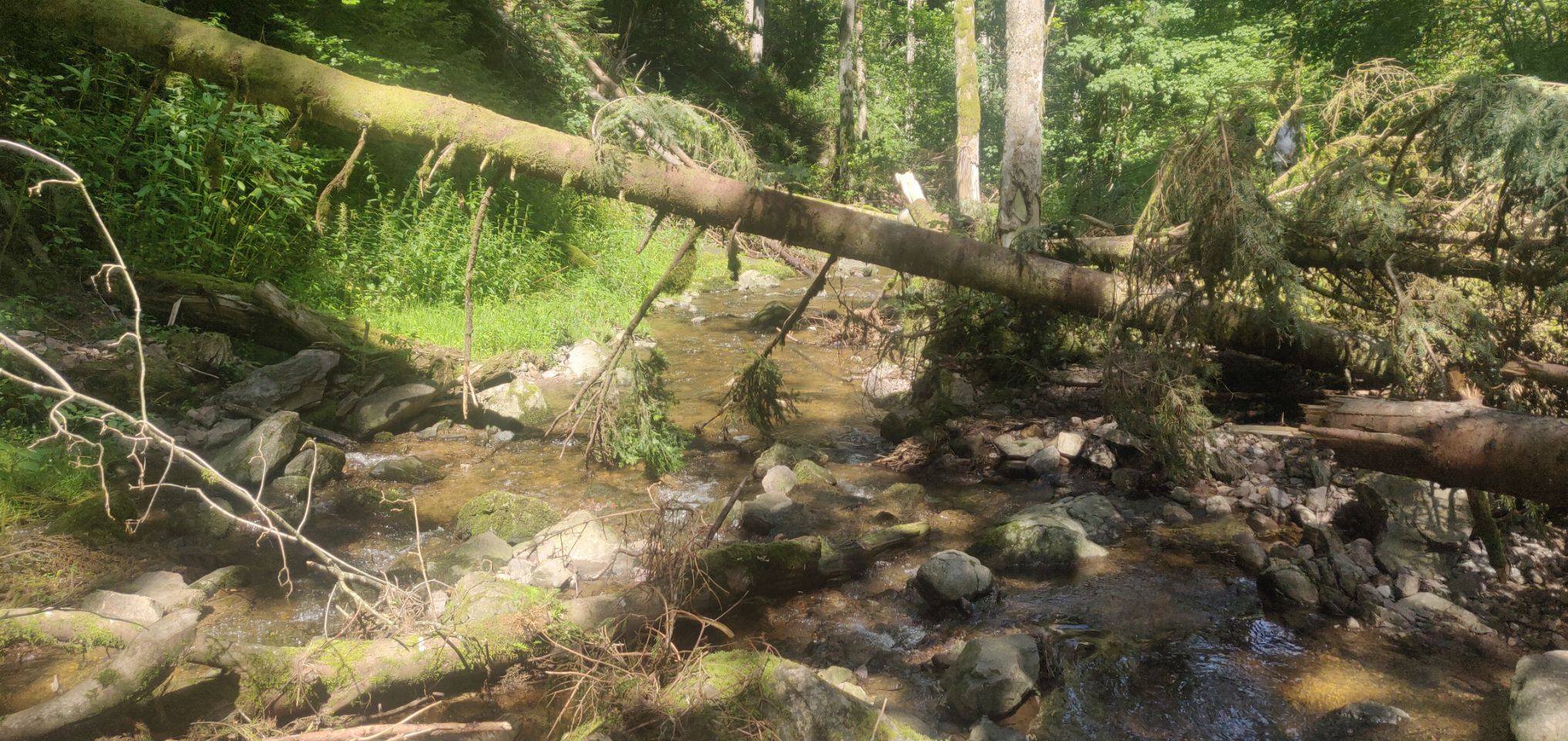 Foto bij Bonndorf im Schwarzwald