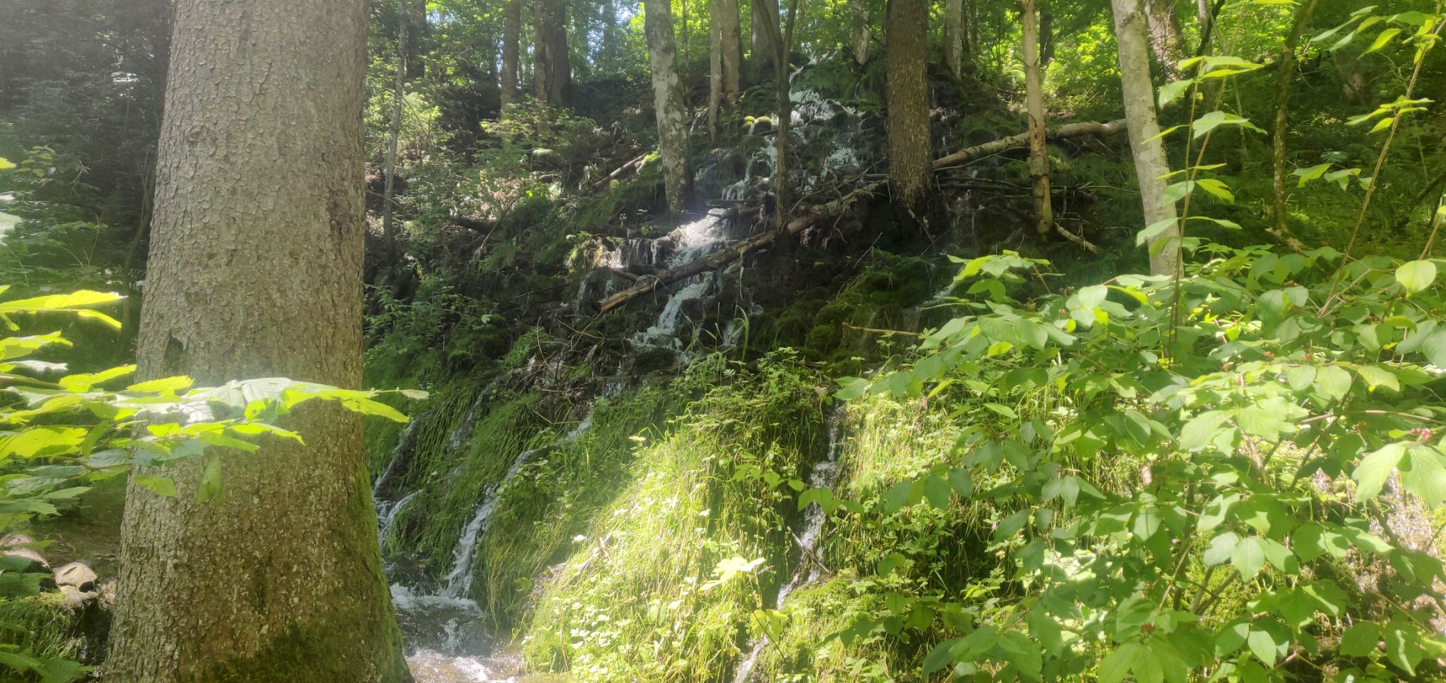Foto bij Bonndorf im Schwarzwald