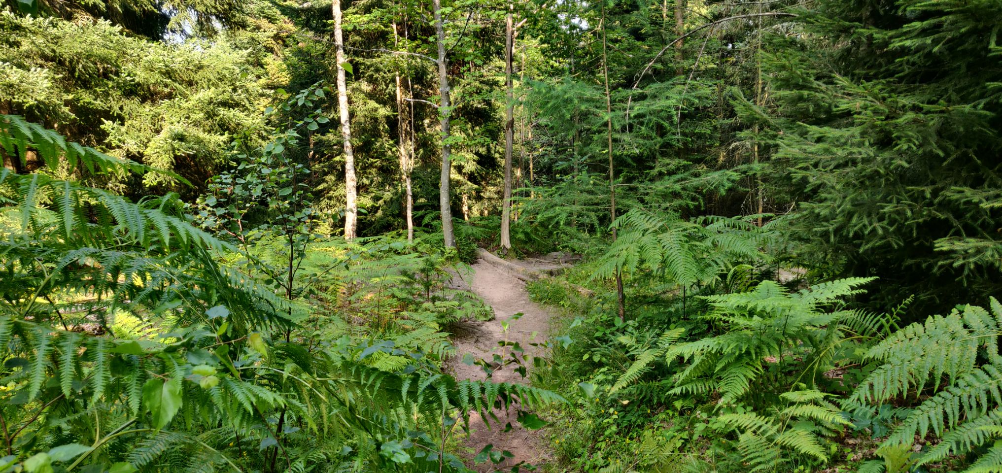 Foto bij Bad Wildbad
