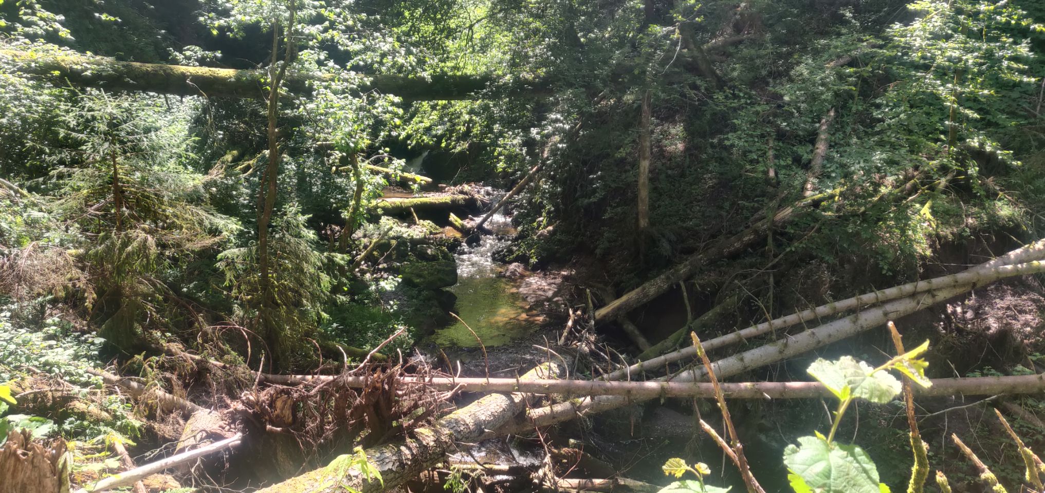 Foto bij Bonndorf im Schwarzwald
