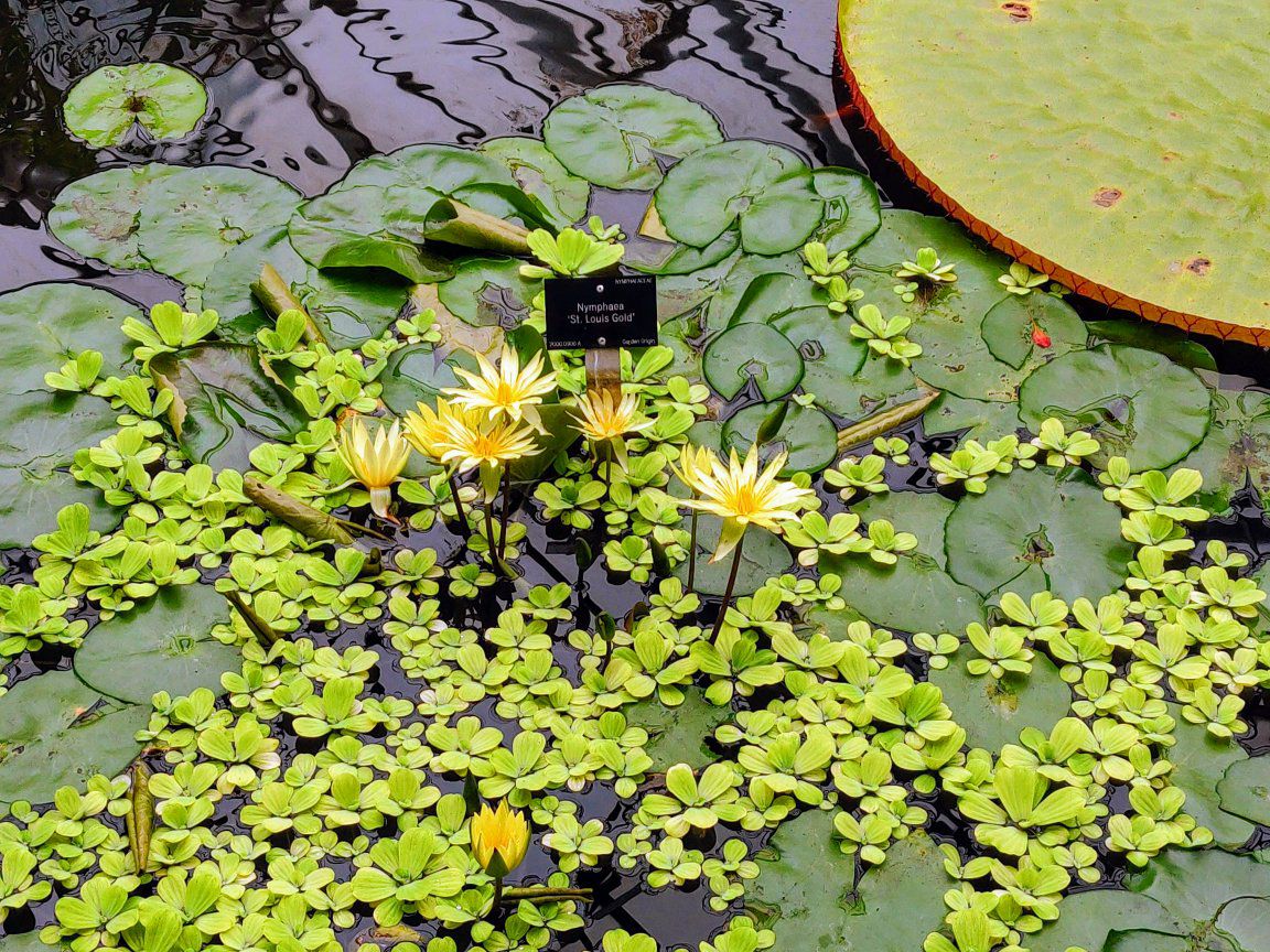 Foto bij Royal Botanic Garden Edinburgh