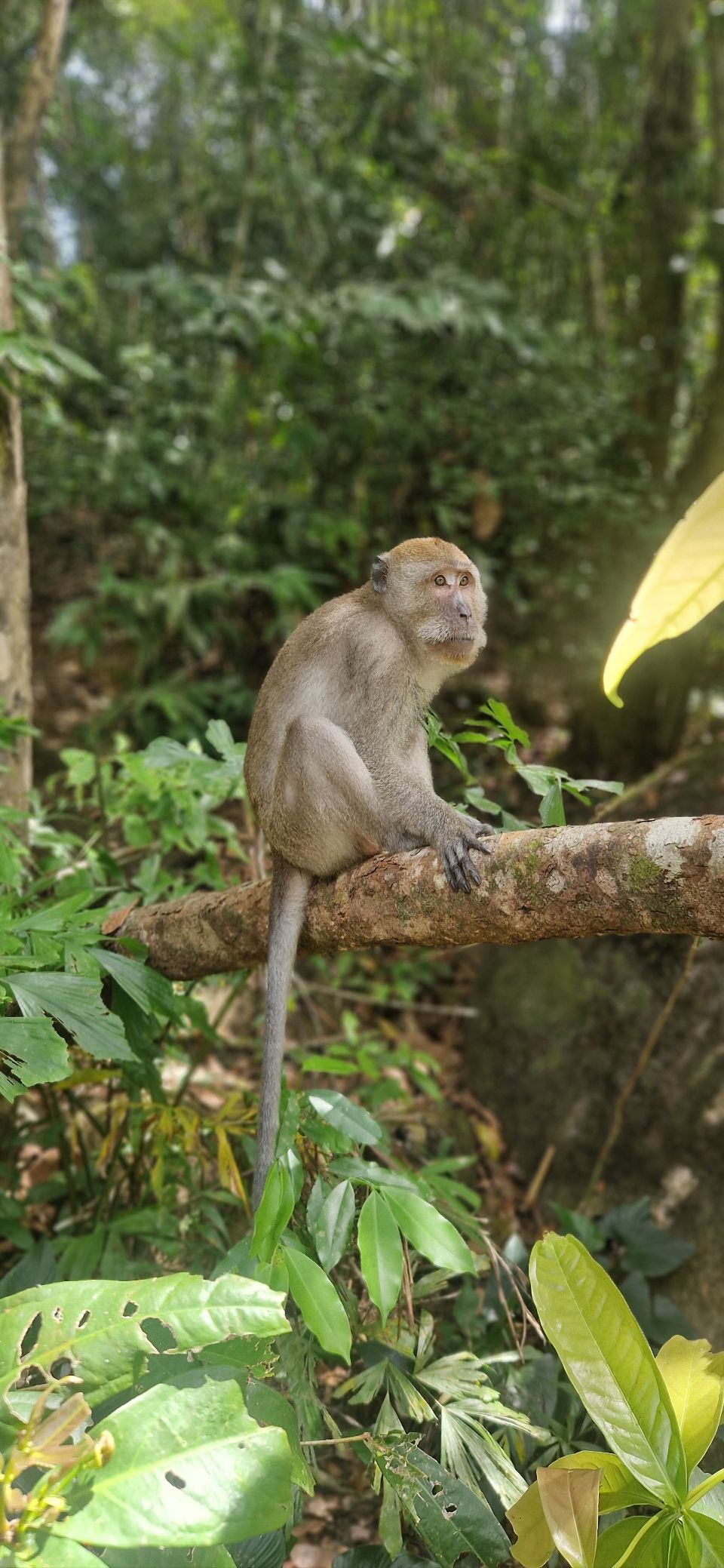 Khao Sok Guide 2025: When to Visit, Trekking, Tours & Lake Tips