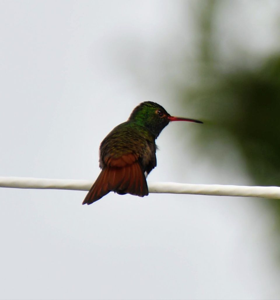 Oriente 5ta. Sección (La Candelaria)