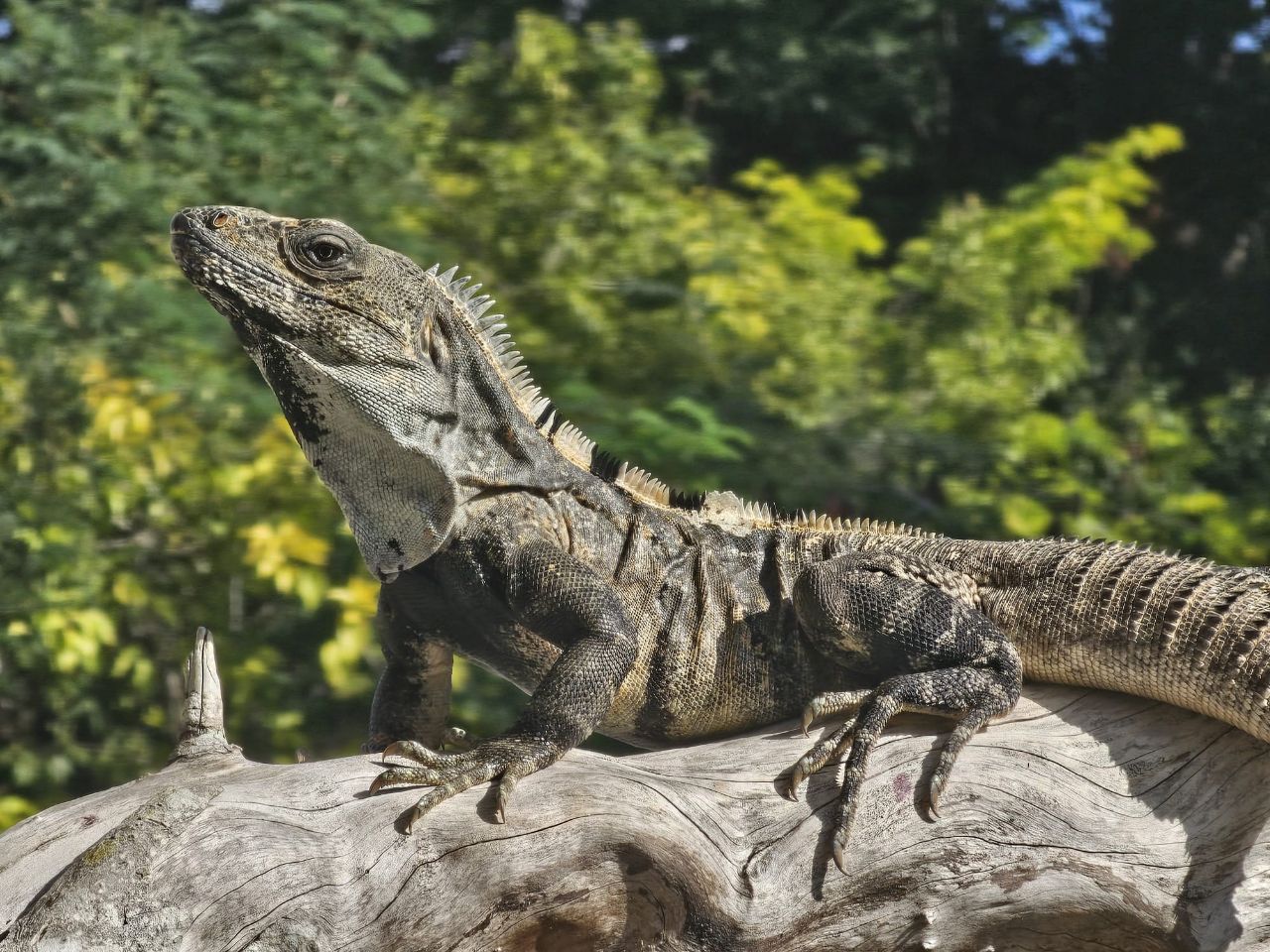 Municipio de Campeche