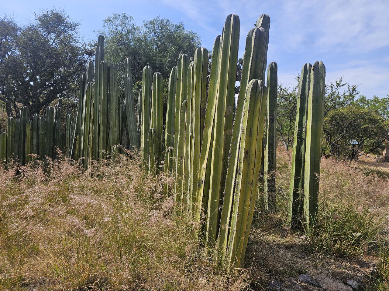 San Miguel de Allende