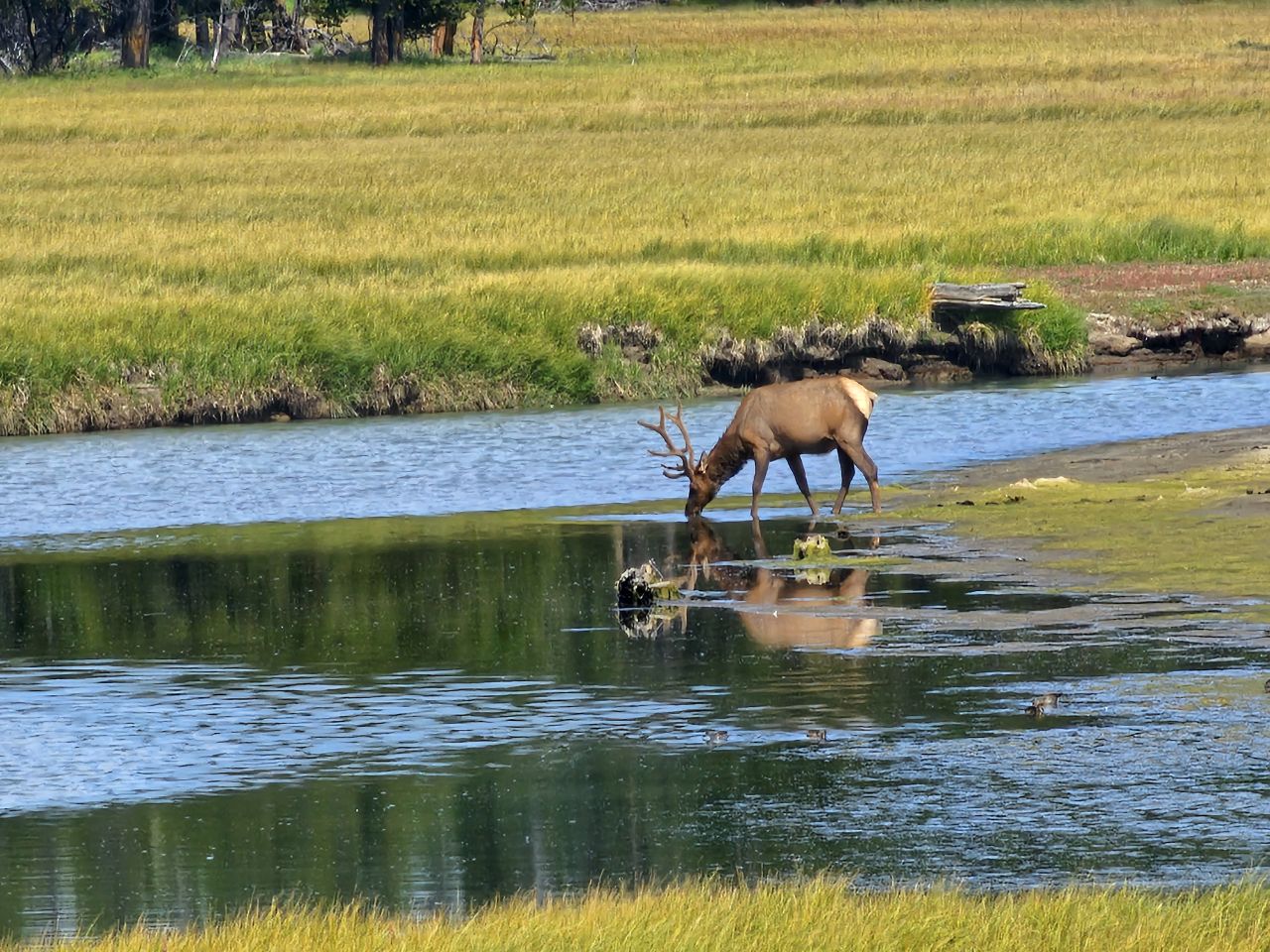 Yellowstone National Park