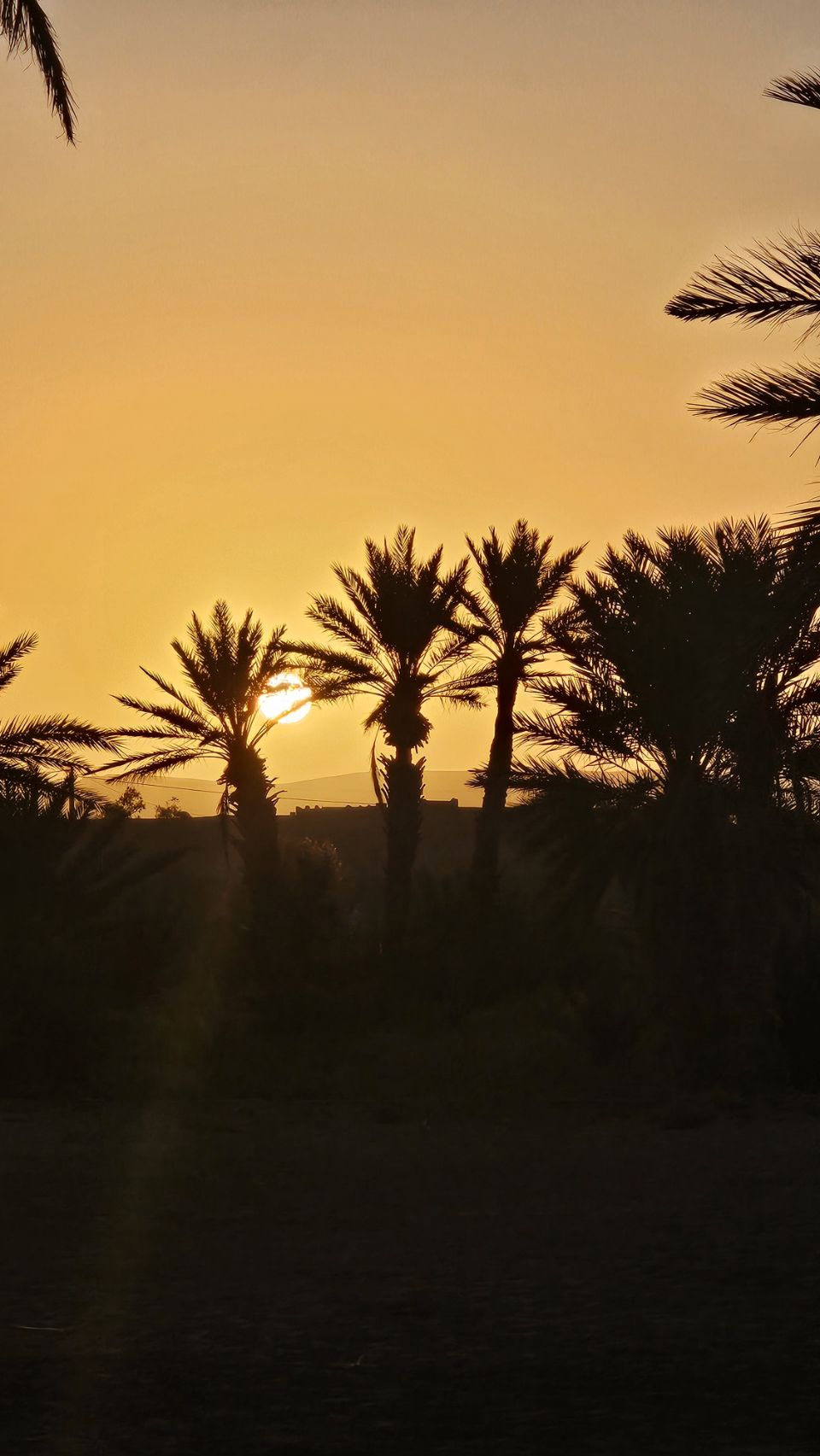 Et-taous ⵟⴰⵡⵙ الطاوس