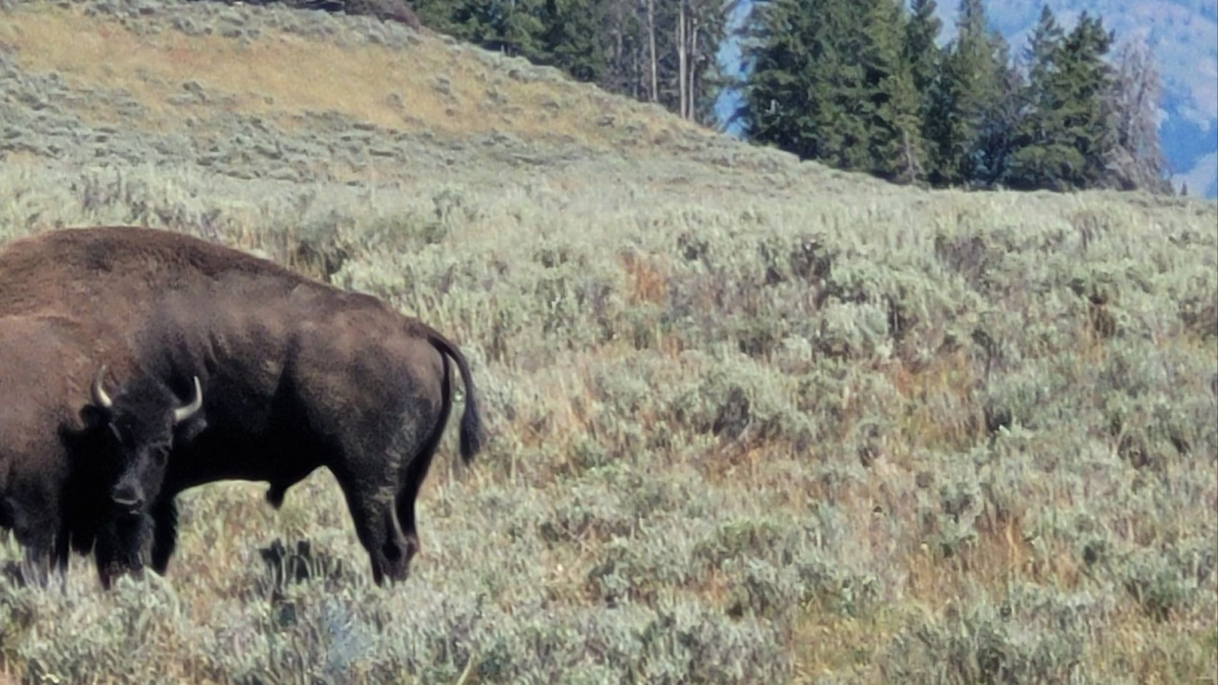 Yellowstone National Park