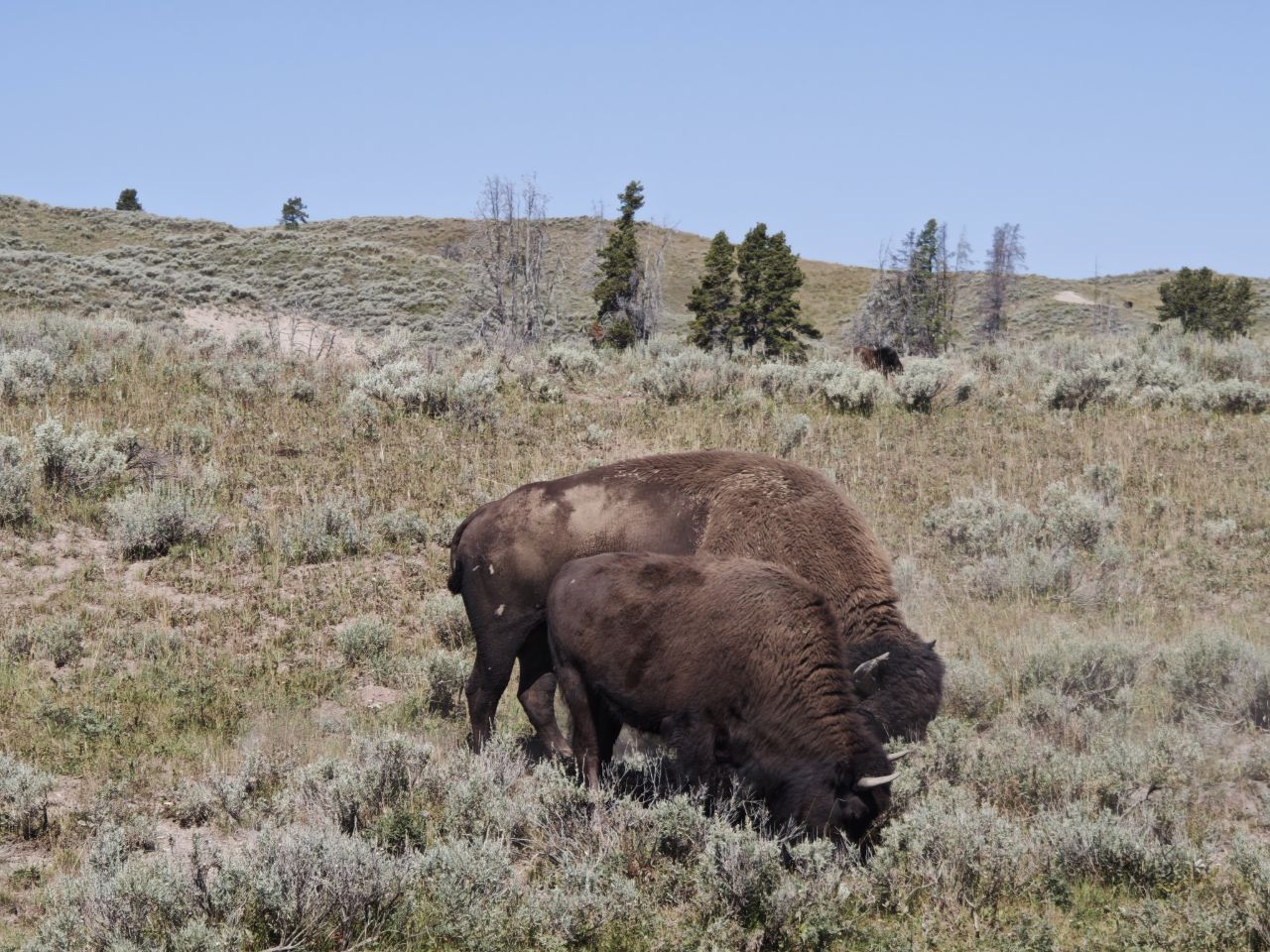 Yellowstone National Park