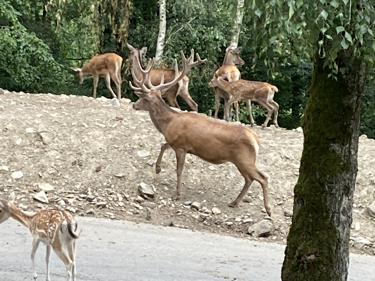 Foto bij Stavelot