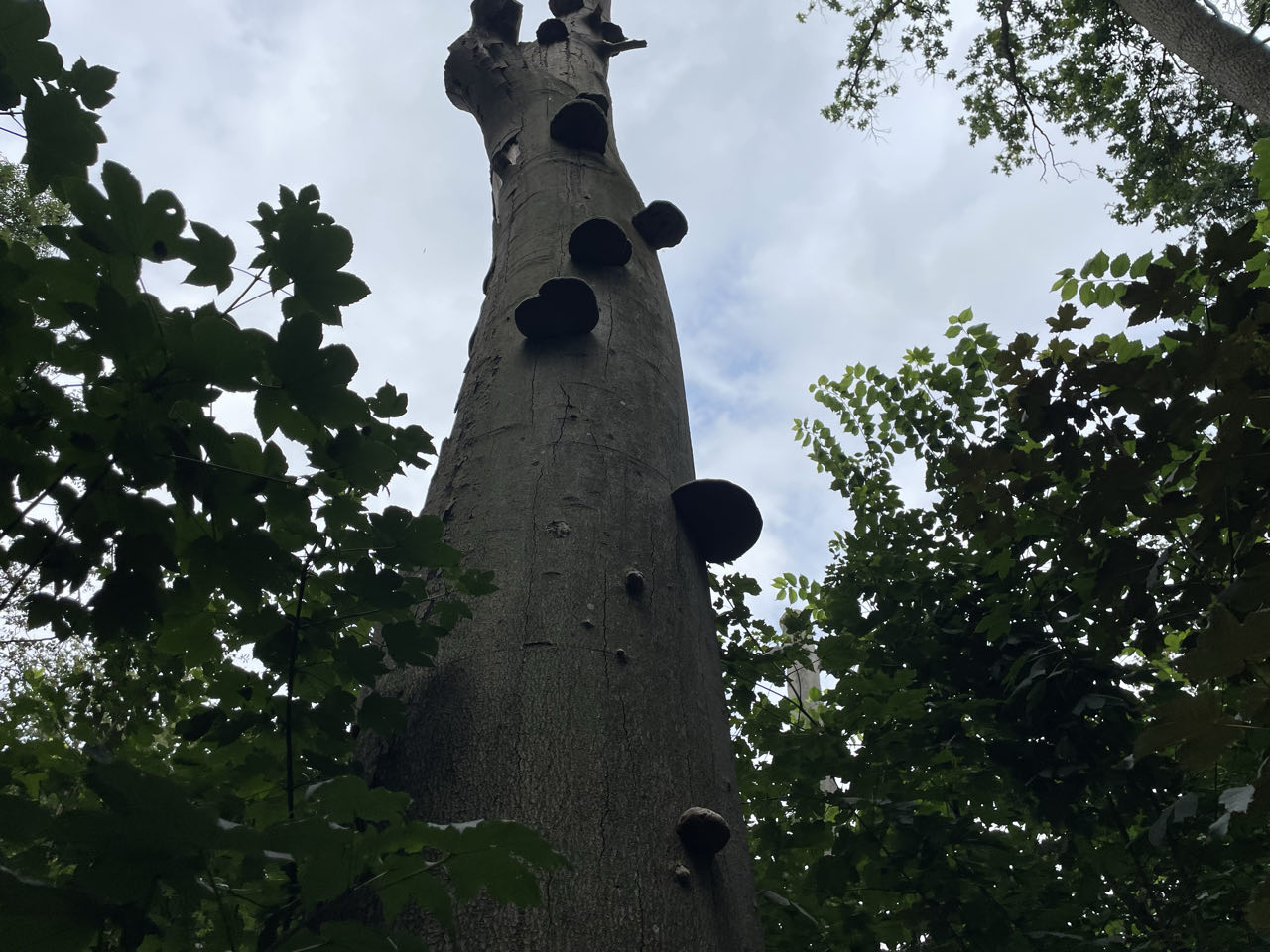 Foto bij Grimbergen