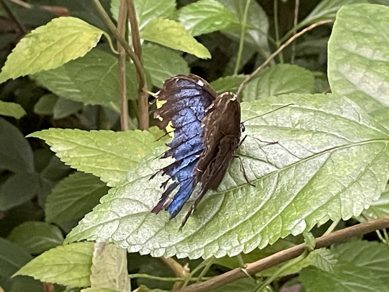 Foto bij Arnhem