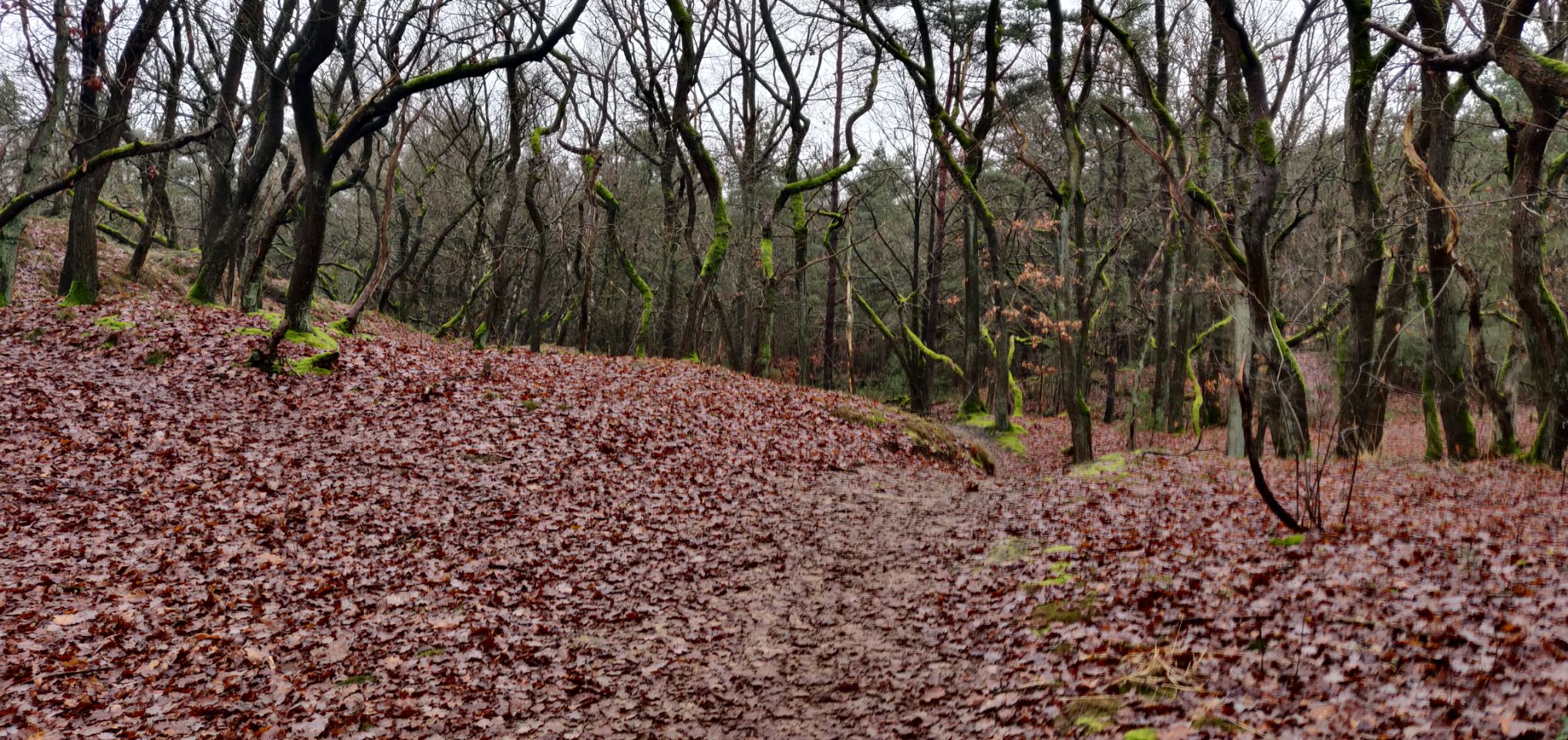 Foto bij Meeuwen-Gruitrode