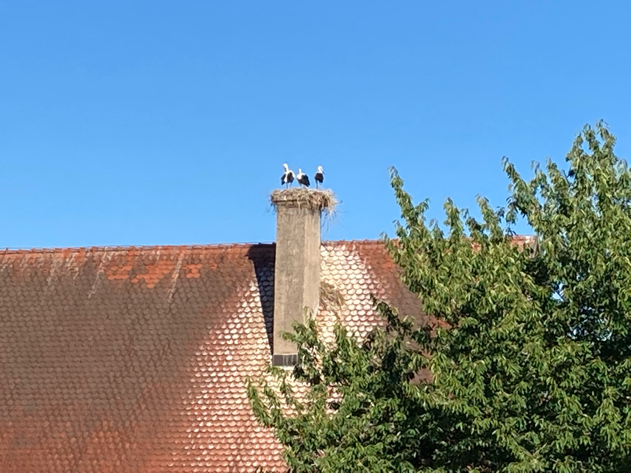 Foto bij Dinkelsbühl