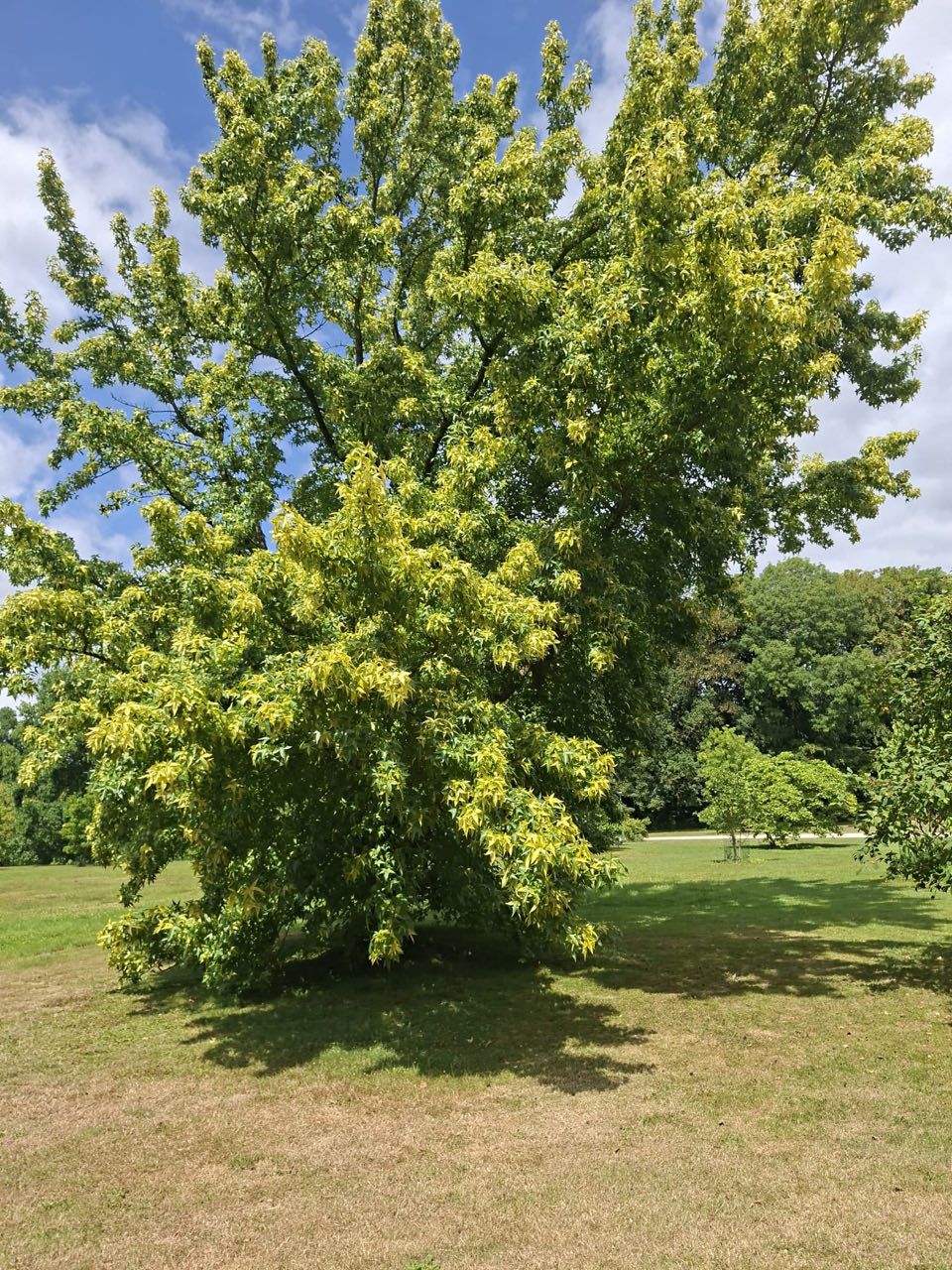 Foto bij Meise