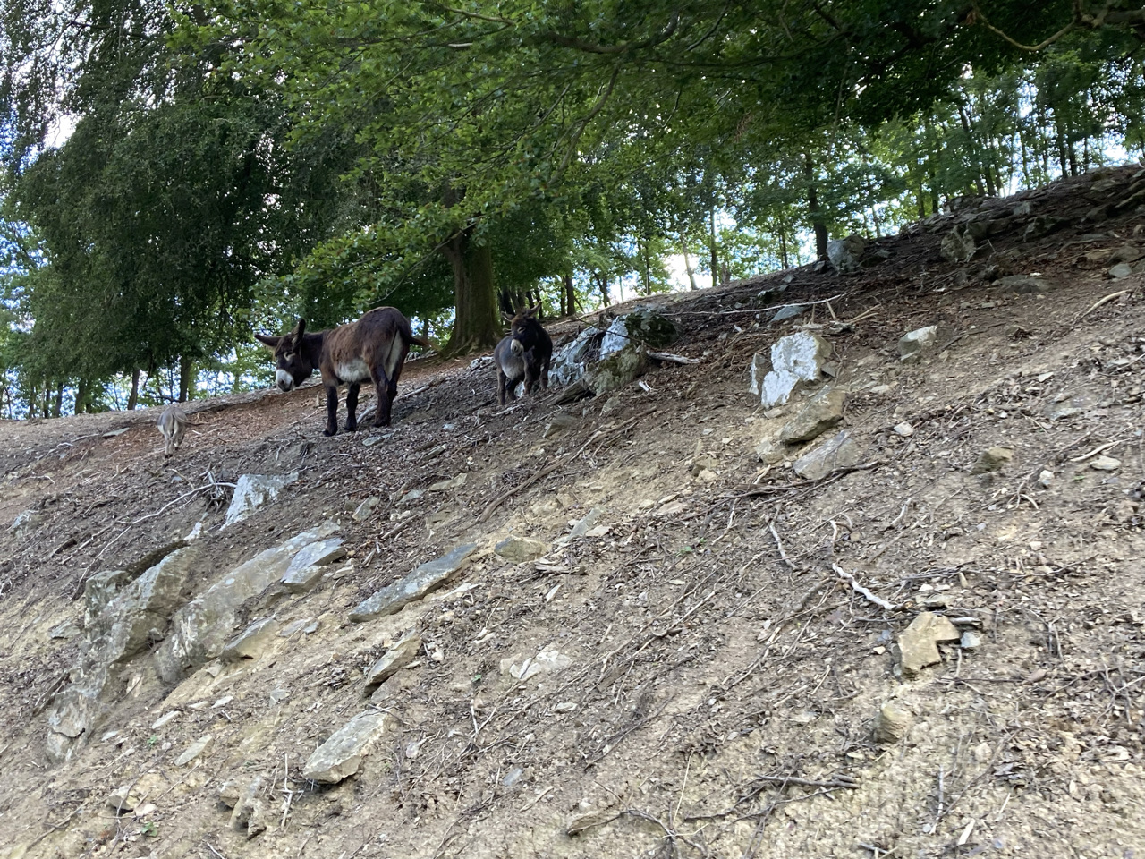 Foto bij Stavelot