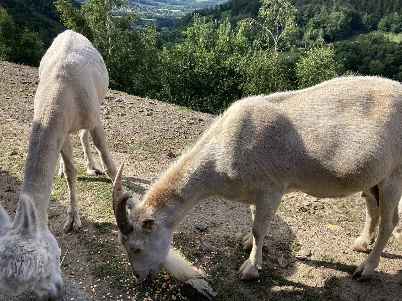 Foto bij Stavelot