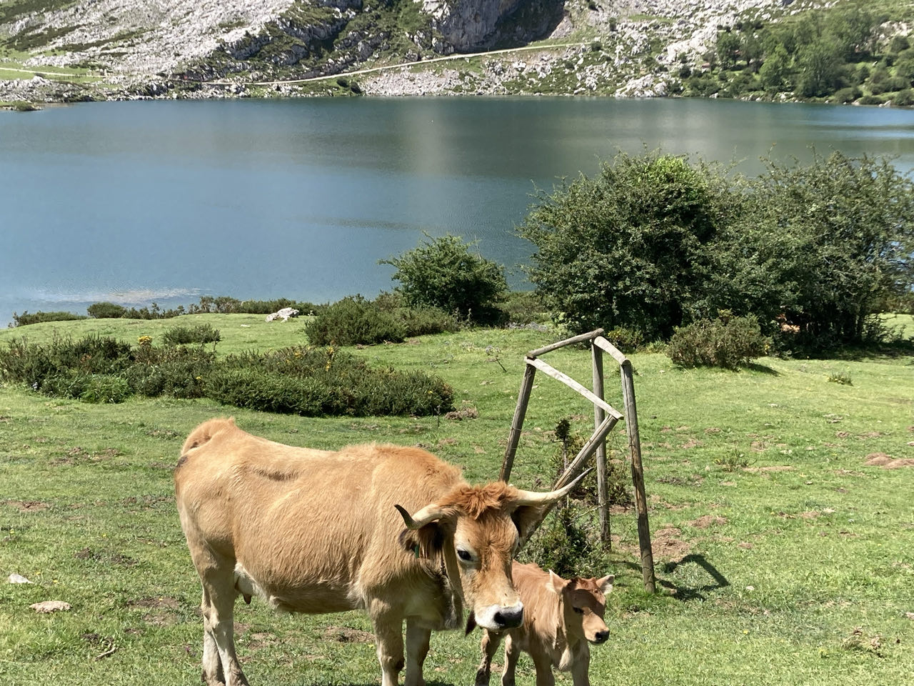 Foto bij Picos de Europe - Lagos de Covadonga
