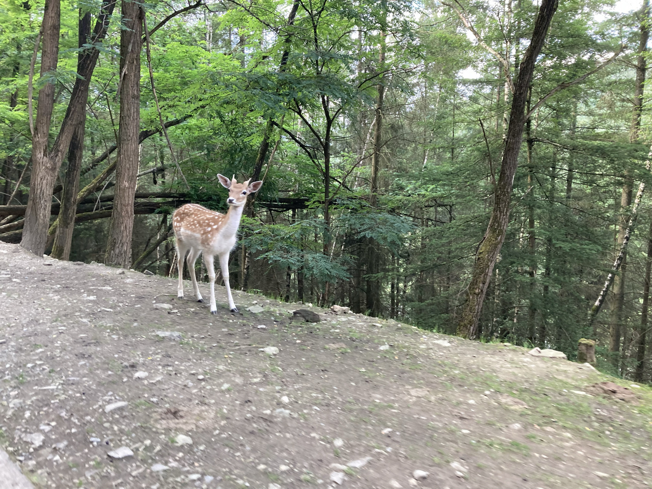Foto bij Stavelot