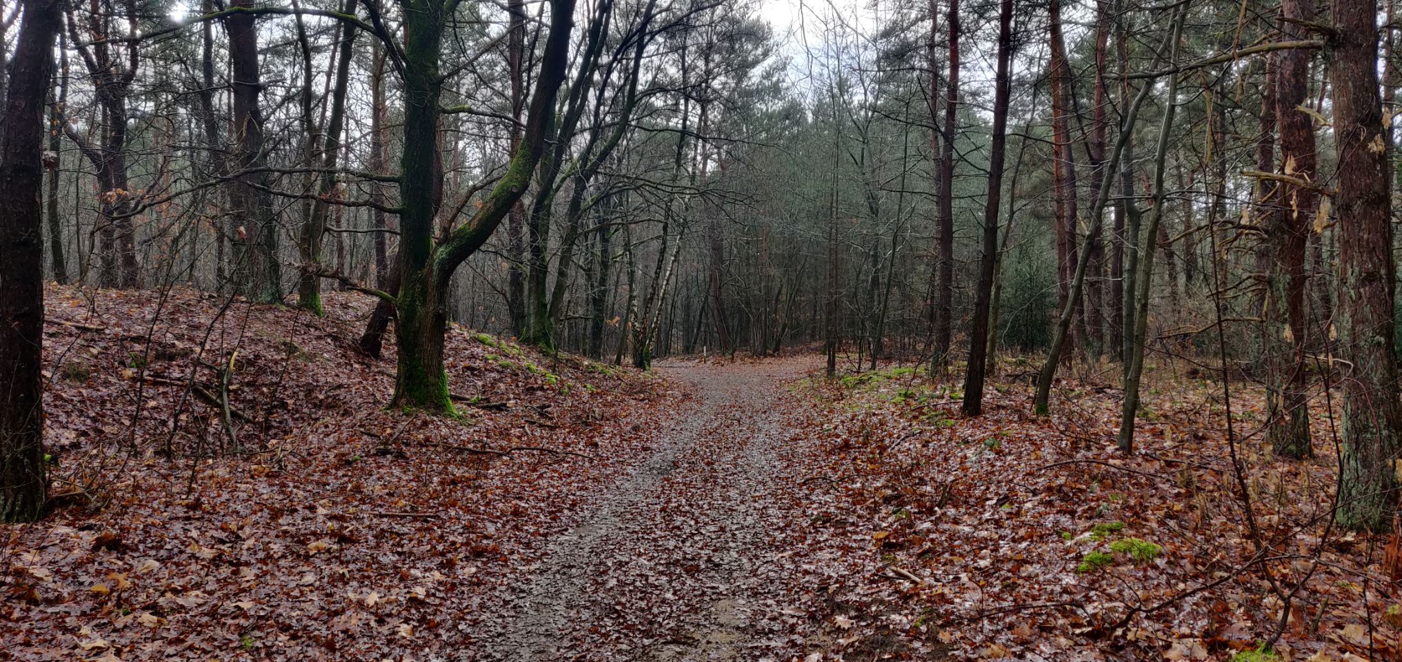 Foto bij Meeuwen-Gruitrode
