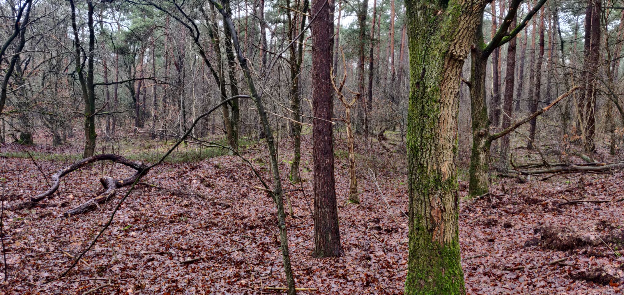 Foto bij Meeuwen-Gruitrode