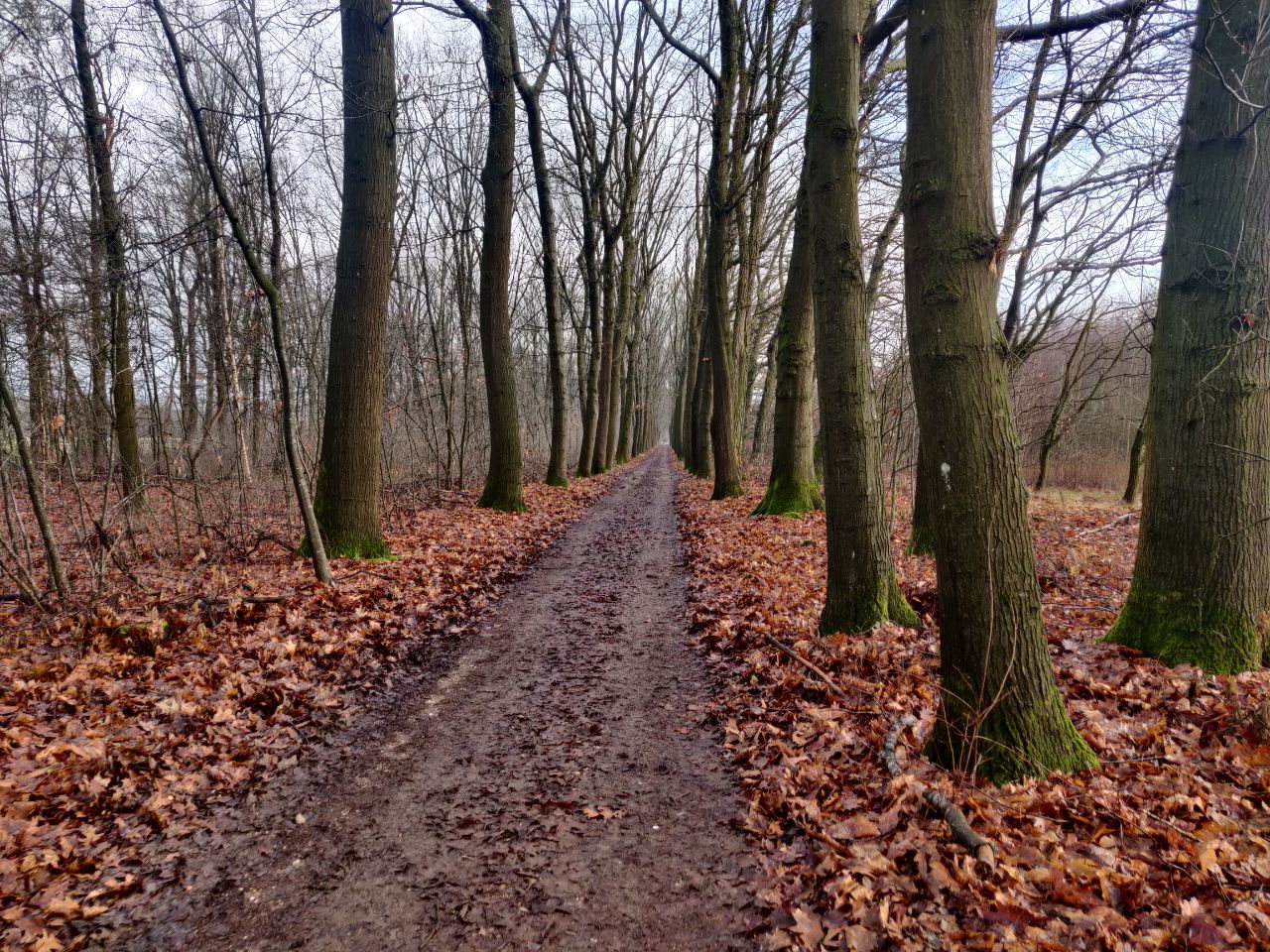 Foto bij Meeuwen-Gruitrode