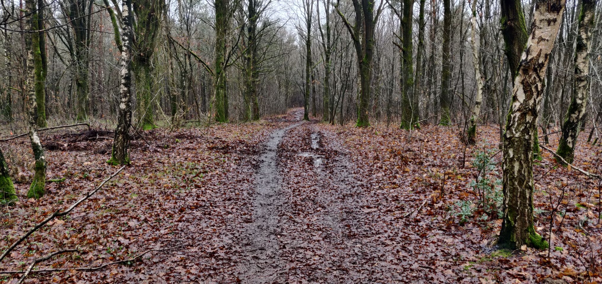 Foto bij Meeuwen-Gruitrode
