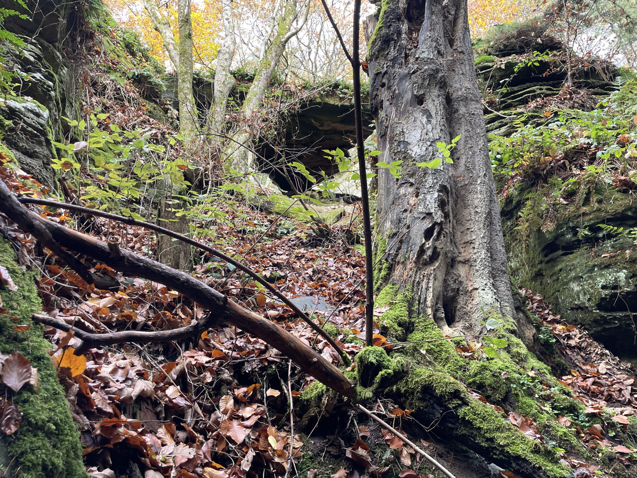 Foto bij Mullerthal Trail: Route B2